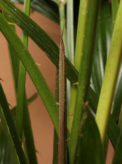 Large Chinese Fan Palm