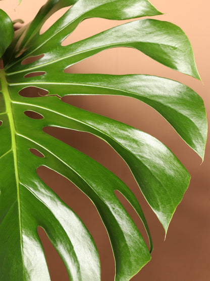 Large (Bigger) Monstera Deliciosa