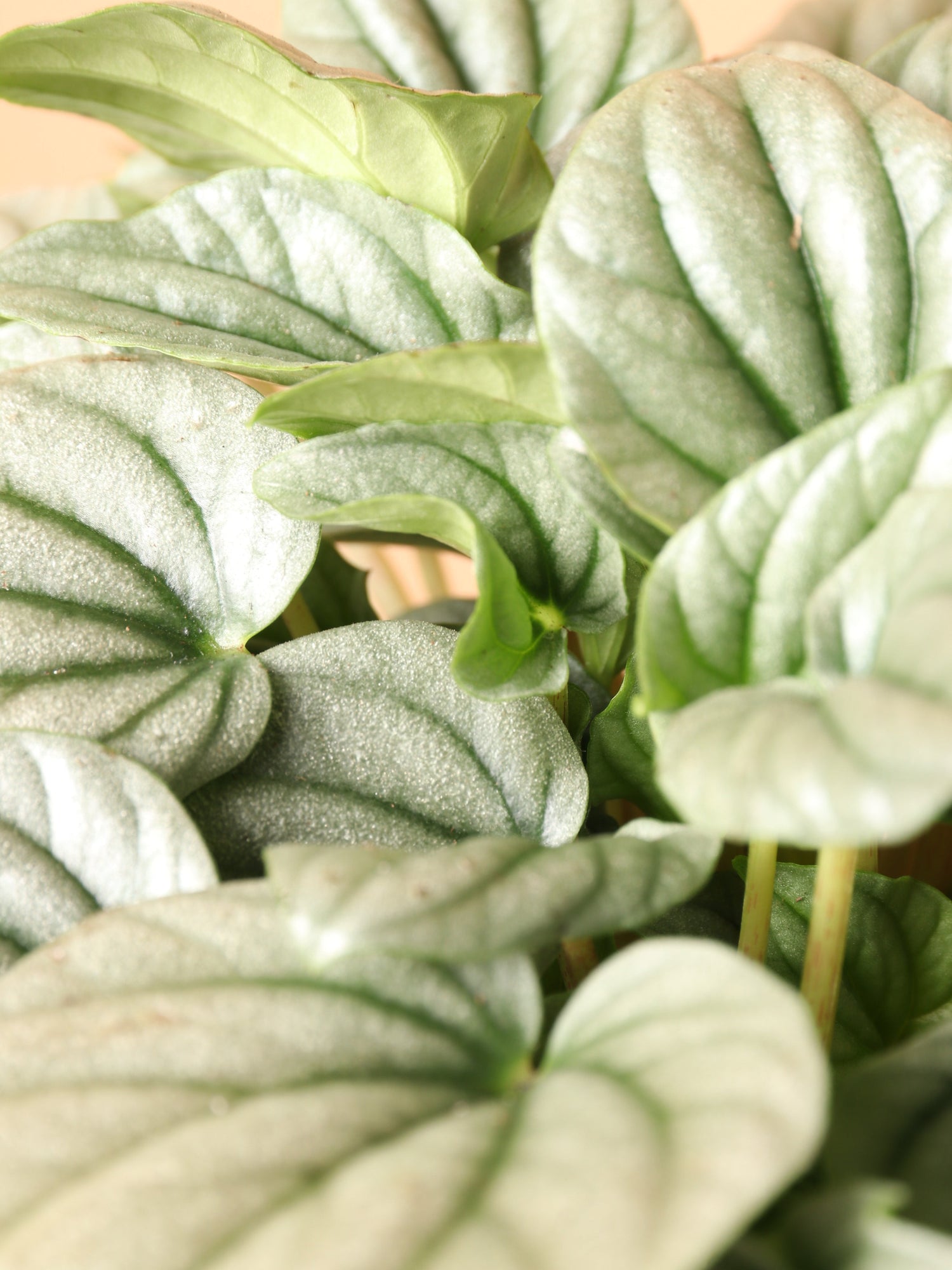 Medium Peperomia &