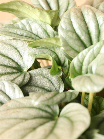 Medium Peperomia &
