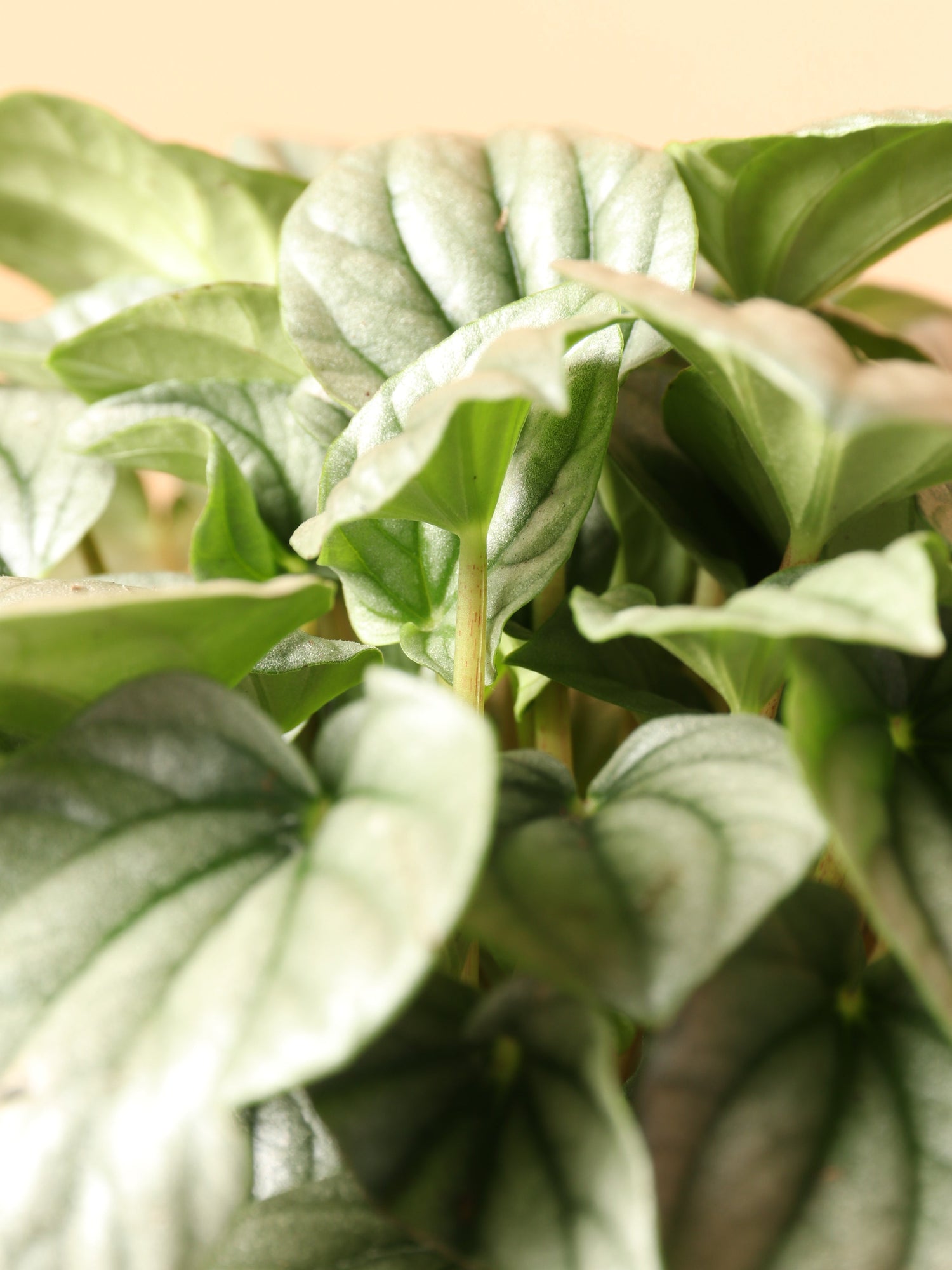 Medium Peperomia &