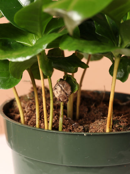 Small Coffee Plant