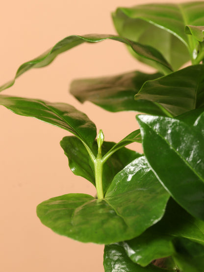 Small Coffee Plant