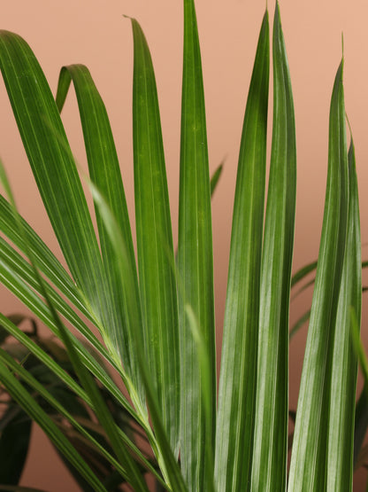 Full Size Cat Palm