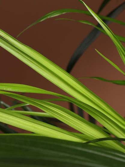 Full Size Cat Palm