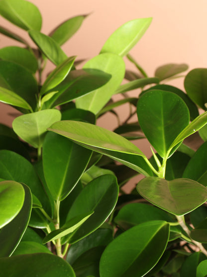 Full Size Ficus Danielle