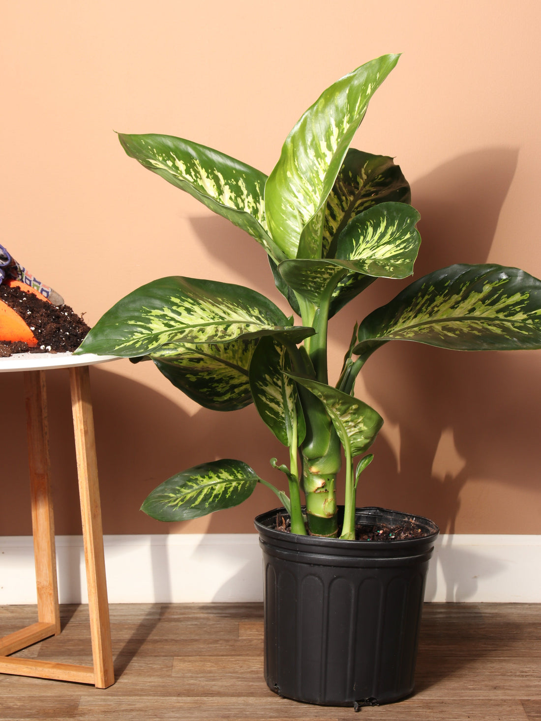 Large Dieffenbachia &