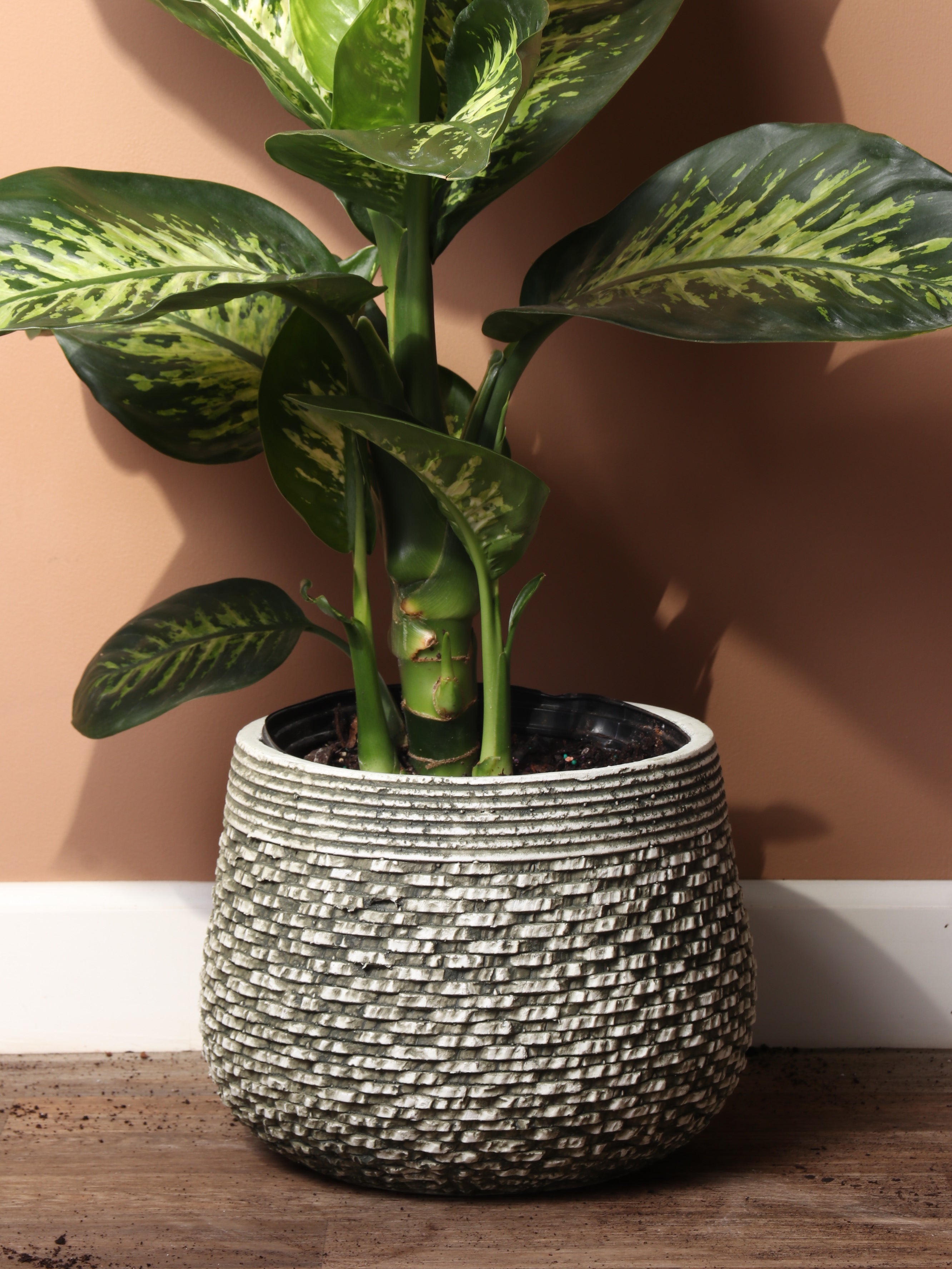 Half Moon | Fits: 10", 14" Plants