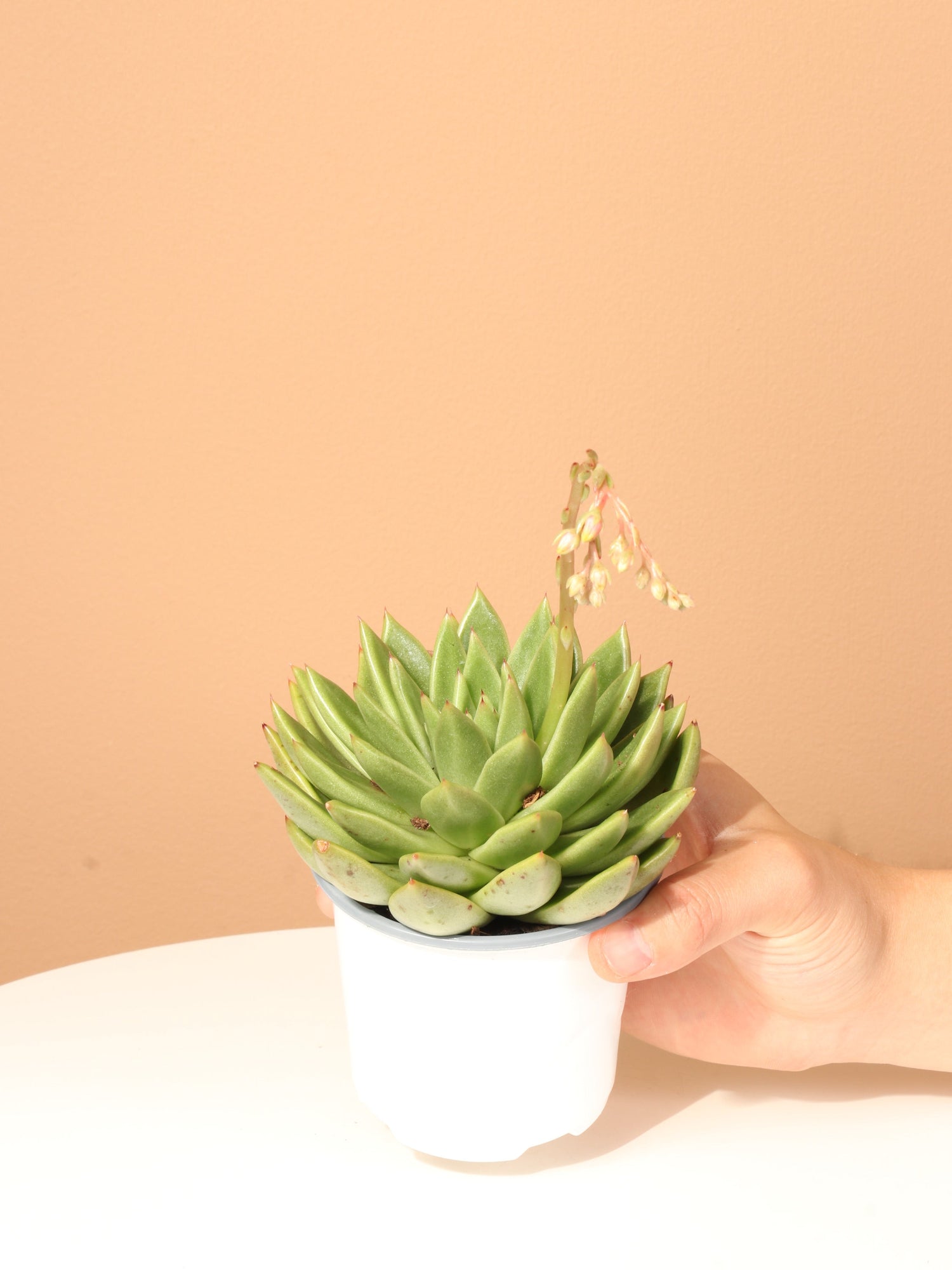 Small Succulent Echeveria