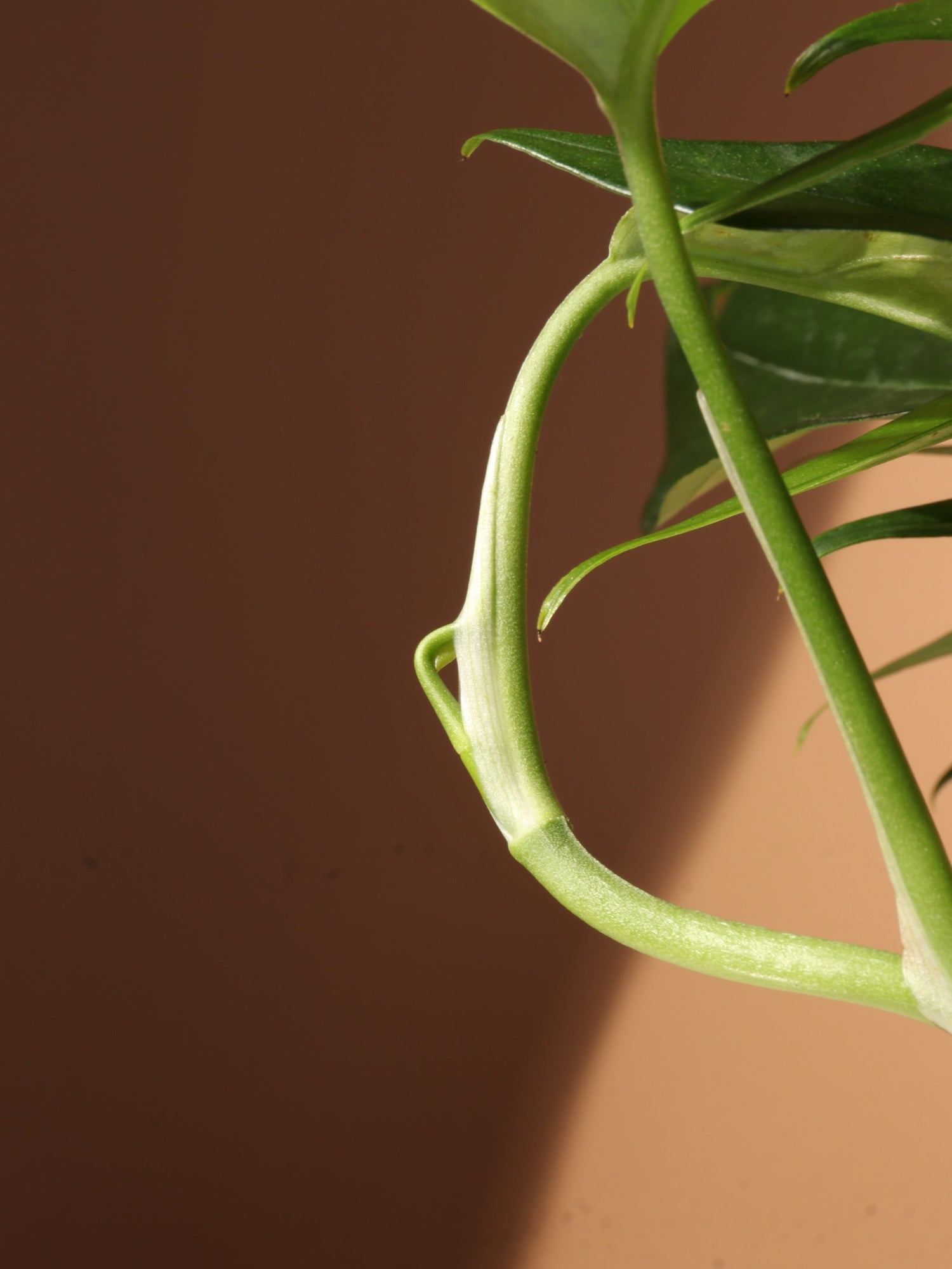 Medium Pothos &