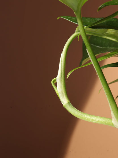 Medium Pothos &