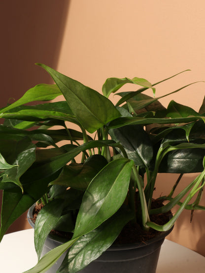 Medium Pothos &