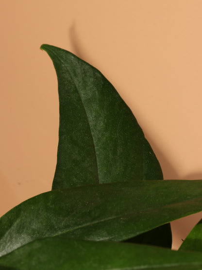 Medium Pothos &