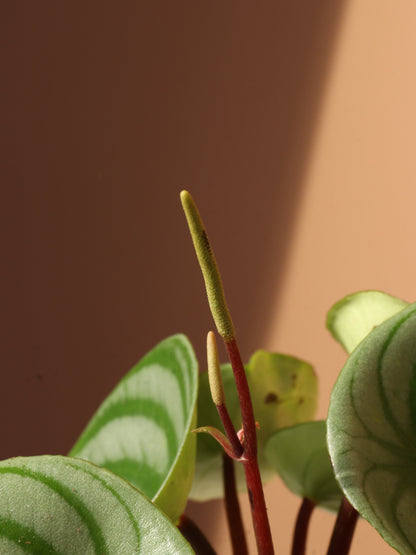 Small Watermelon Peperomia