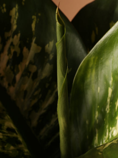 Large Dieffenbachia &