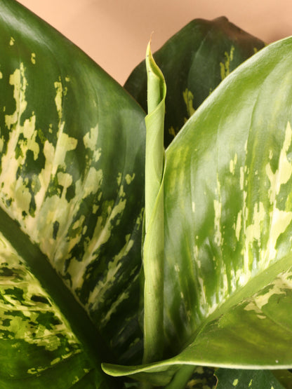Large Dieffenbachia &