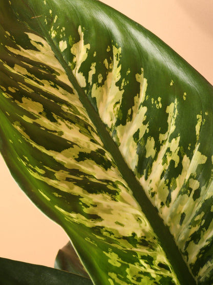 Large Dieffenbachia &