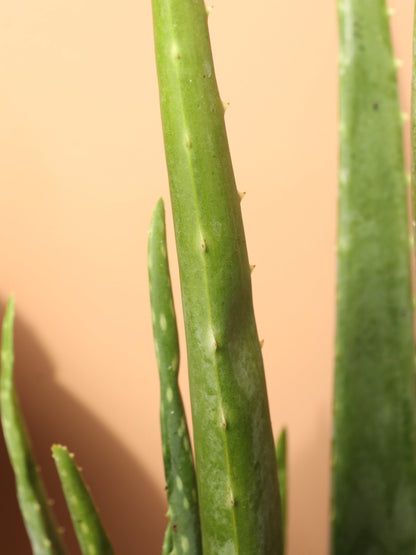 Large Aloe Vera