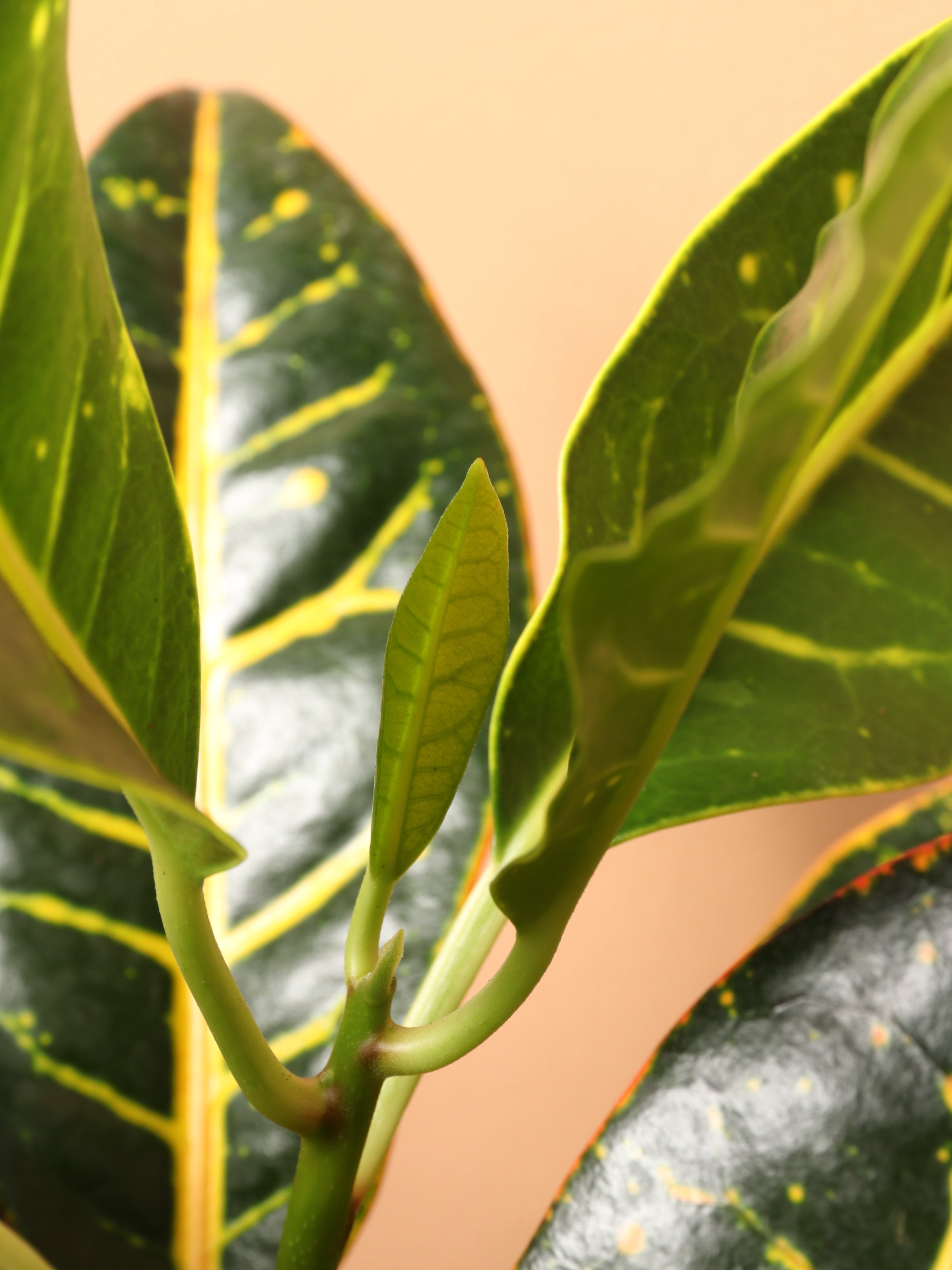 Large Garden Croton