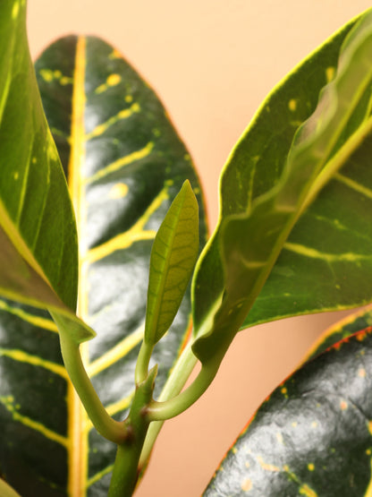 Large Garden Croton