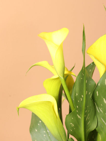 Medium Yellow Calla Lily