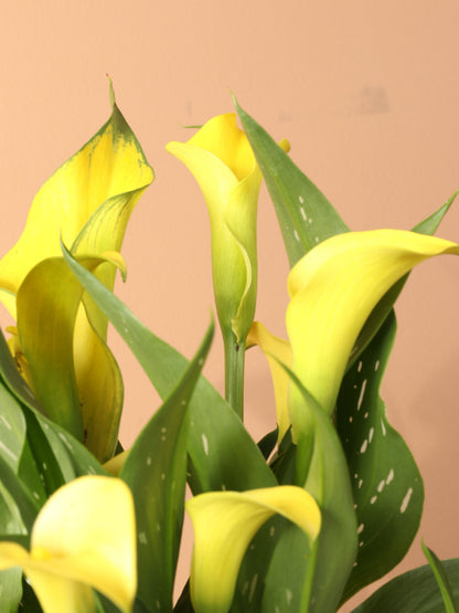 Medium Yellow Calla Lily