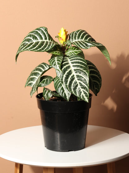 Medium Zebra Plant