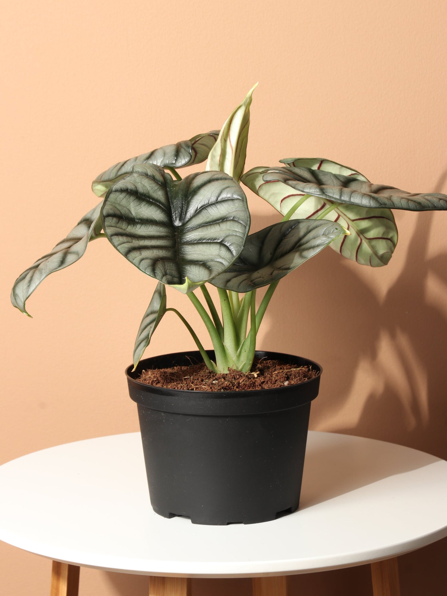 Medium Alocasia Silver Dragon