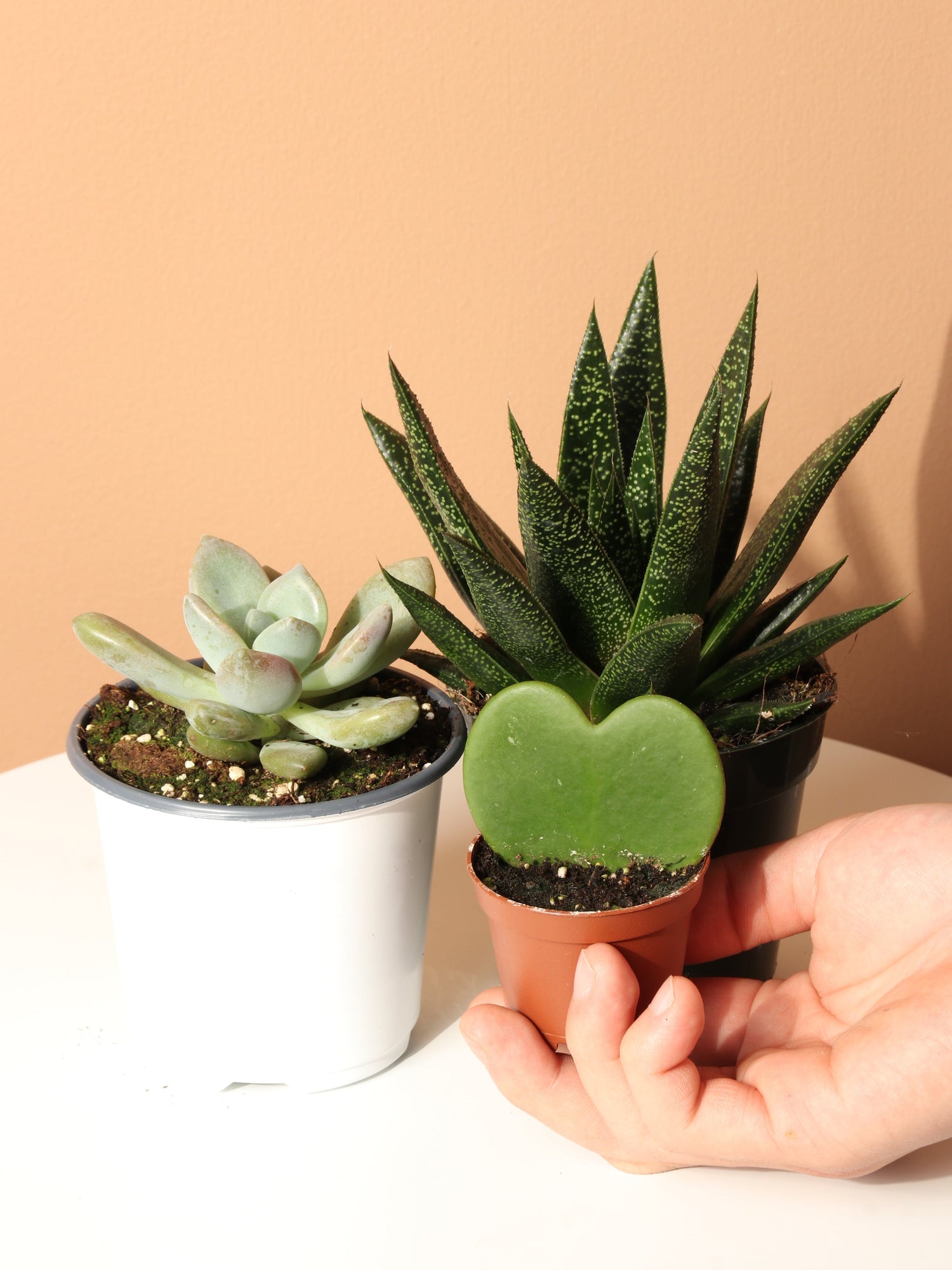 The Succulent Club