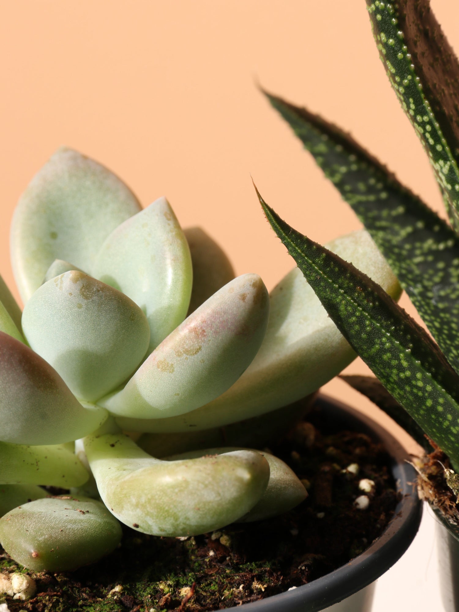 The Succulent Club