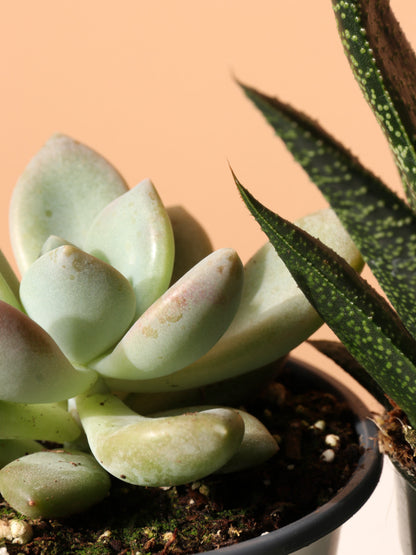 The Succulent Club