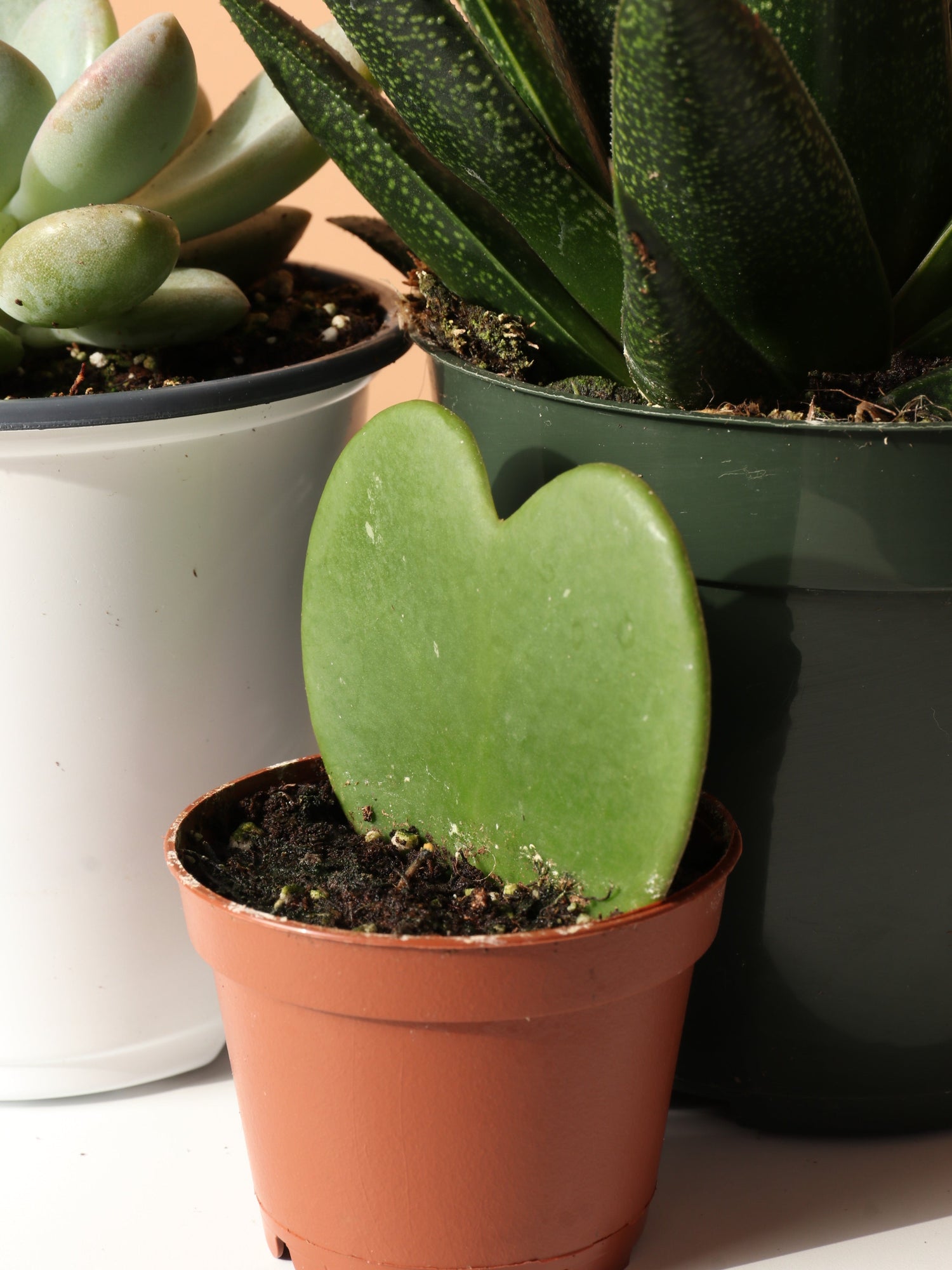 The Succulent Club