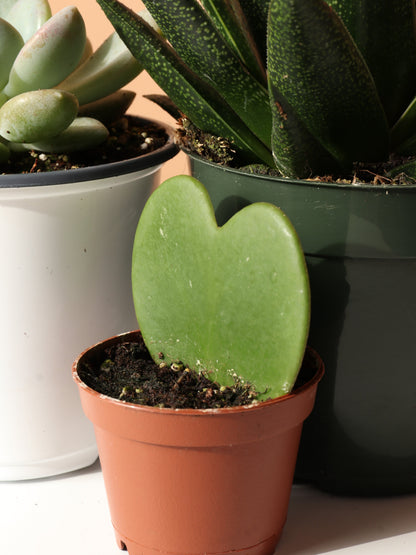 The Succulent Club