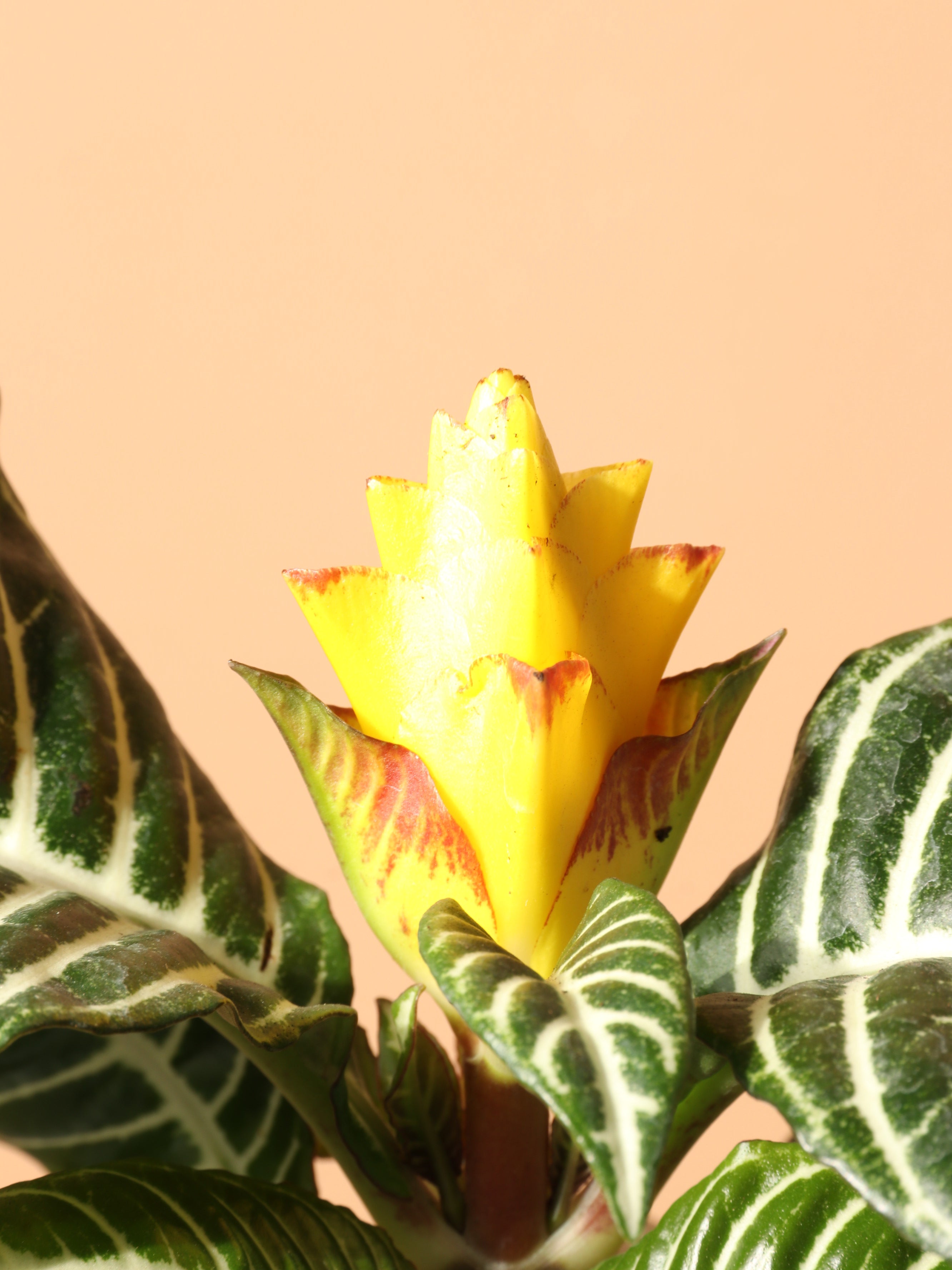Medium Zebra Plant