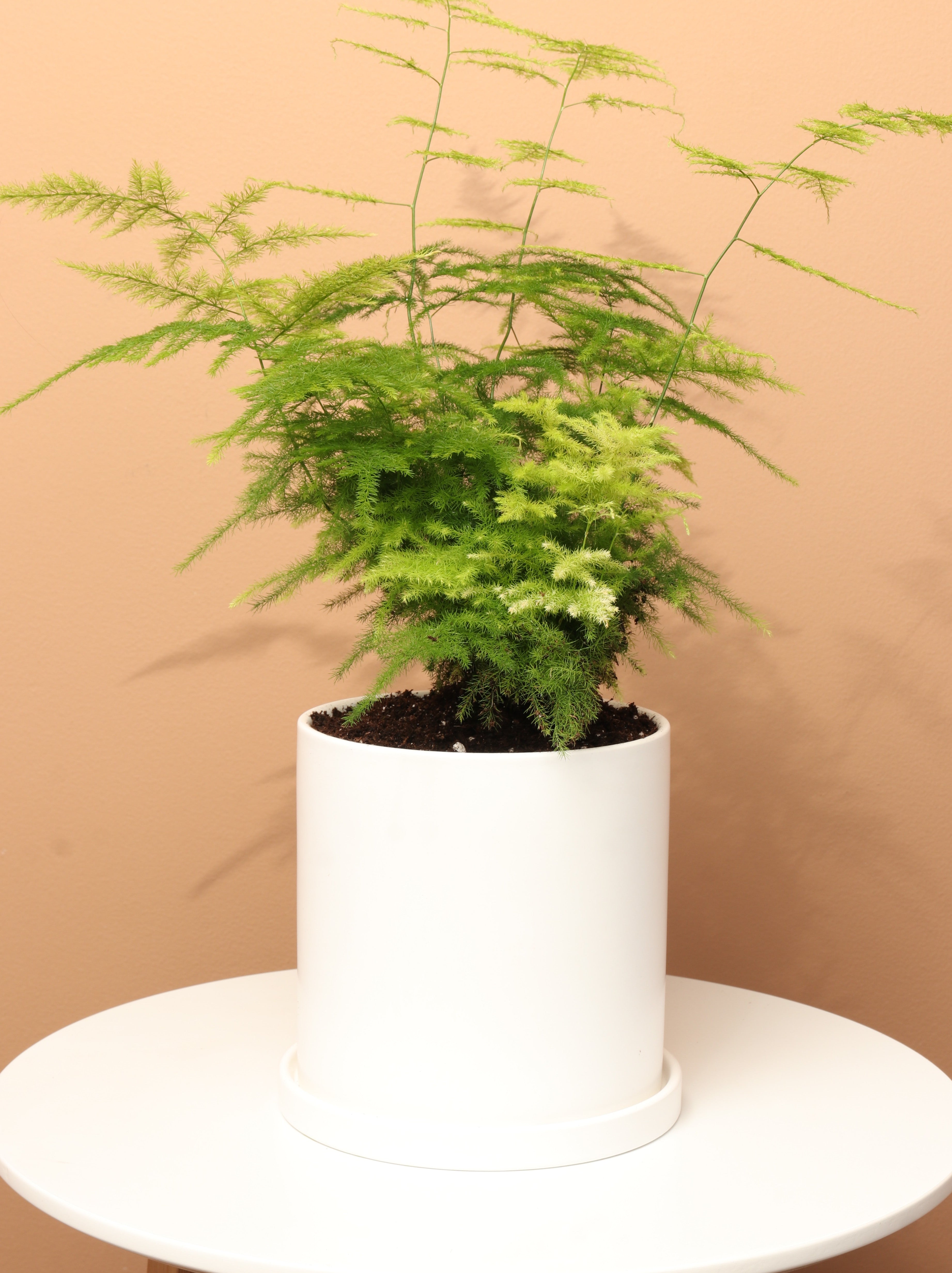 Small Plumosa Fern
