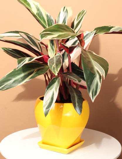 Medium Tricolor Prayer Plant