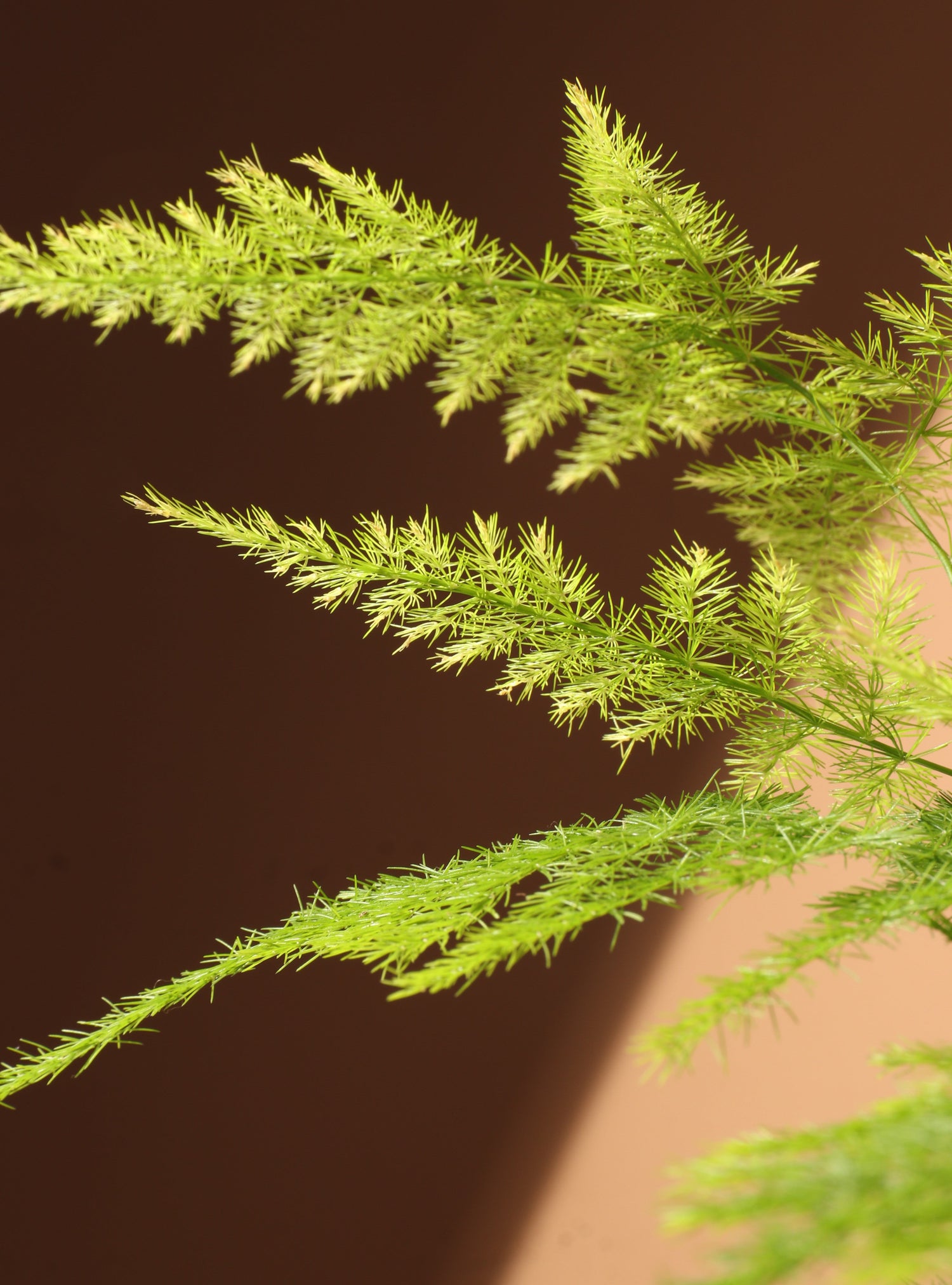 Small Plumosa Fern