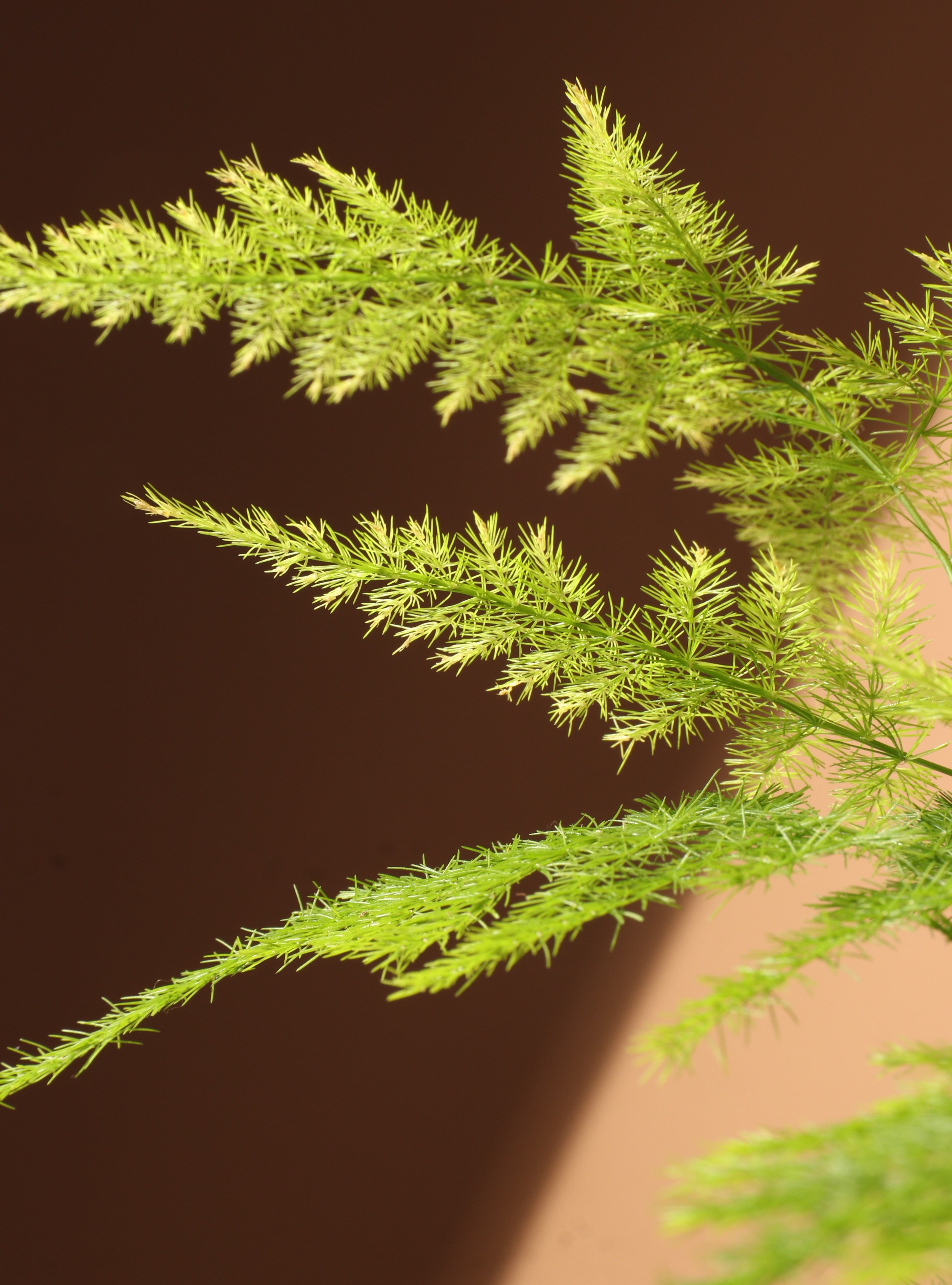 Small Plumosa Fern