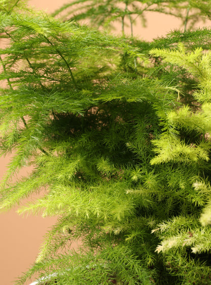 Small Plumosa Fern
