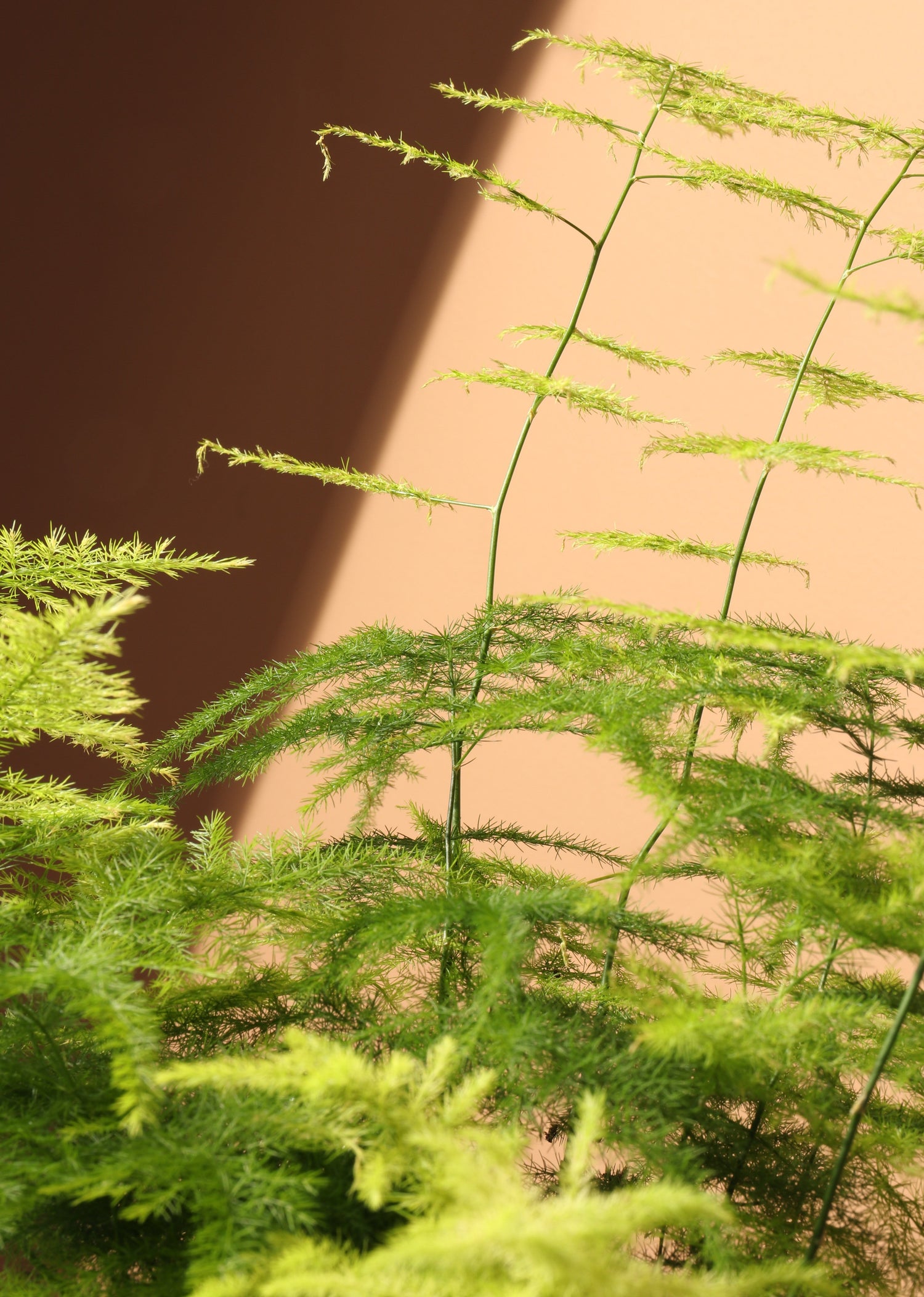 Small Plumosa Fern