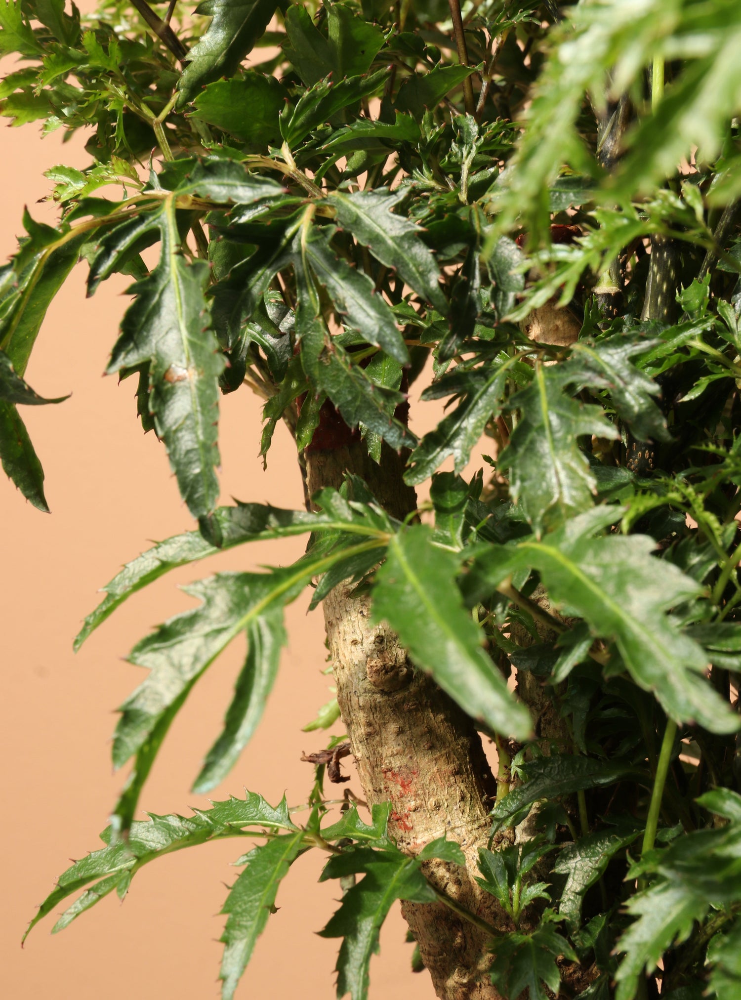 Medium Ming Aralia