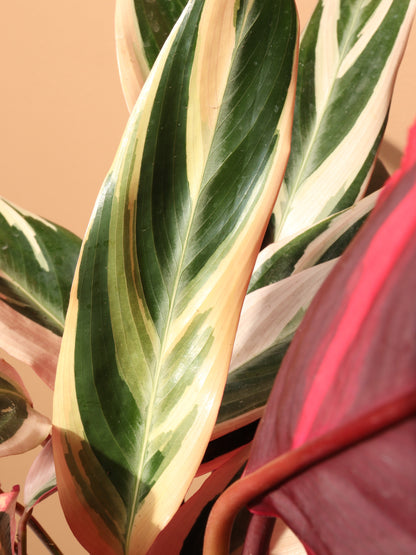 Medium Tricolor Prayer Plant
