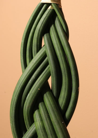 Medium Sansevieria Cylindrica Braided