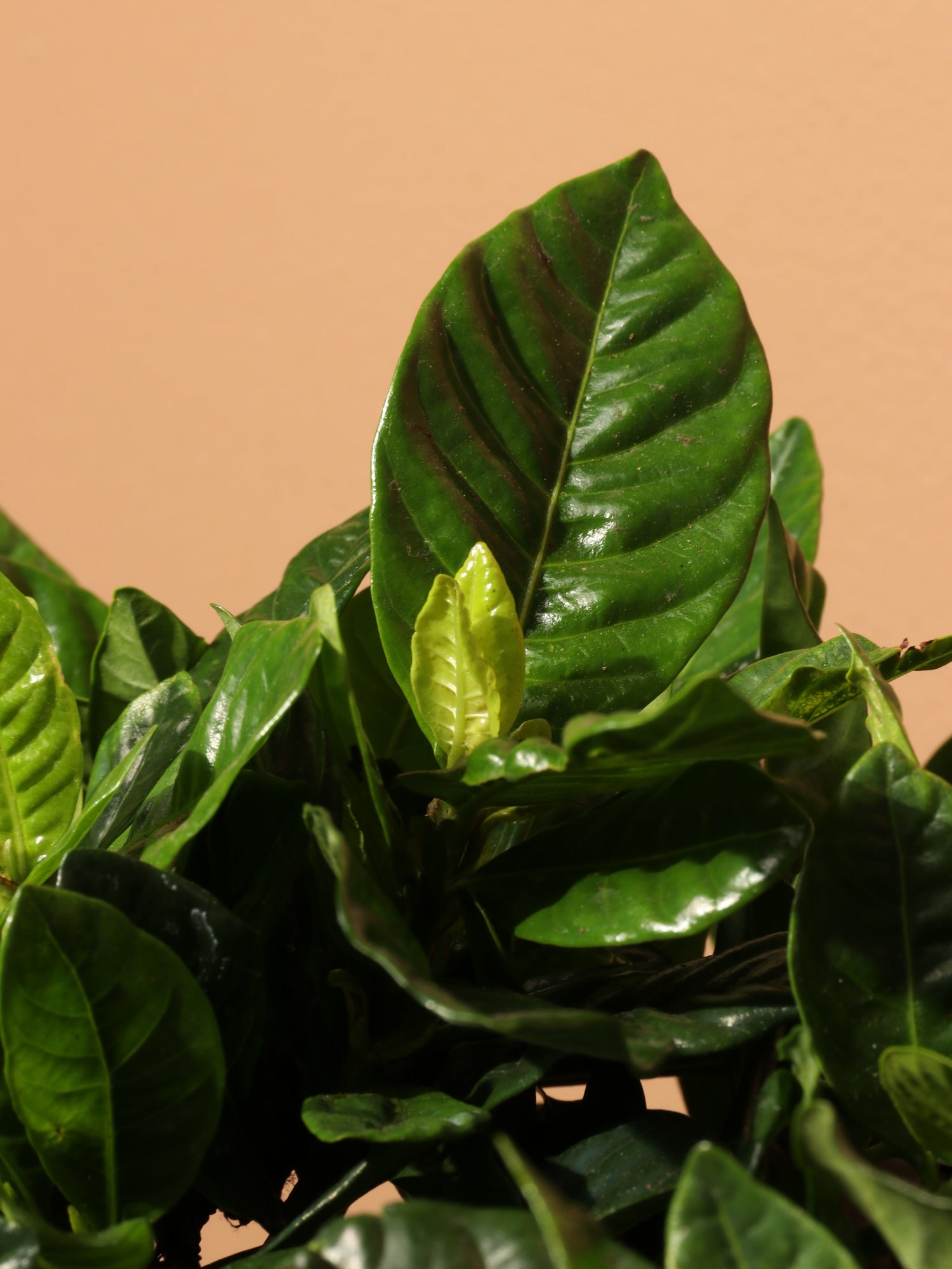 Large Gardenia