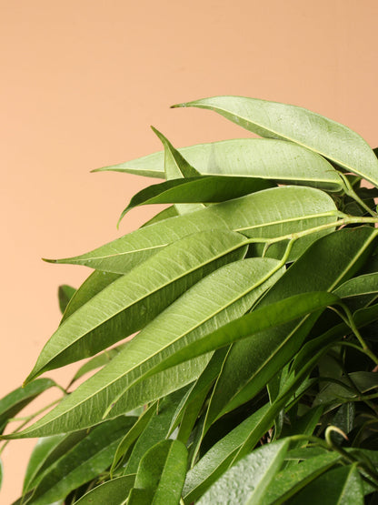 Huge Ficus &