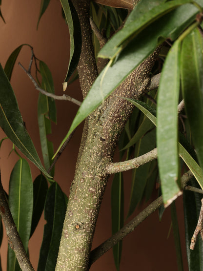 Huge Ficus &