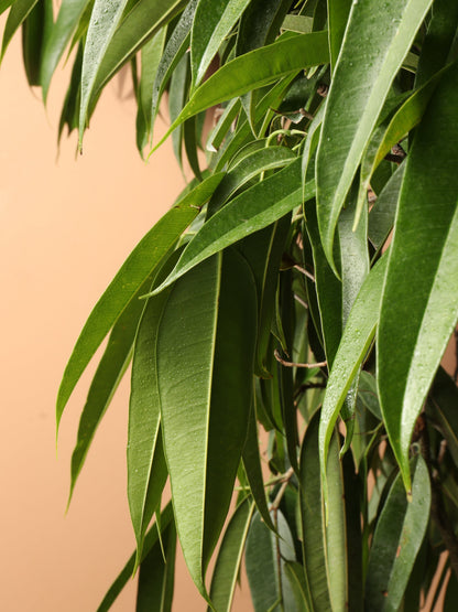 Huge Ficus &