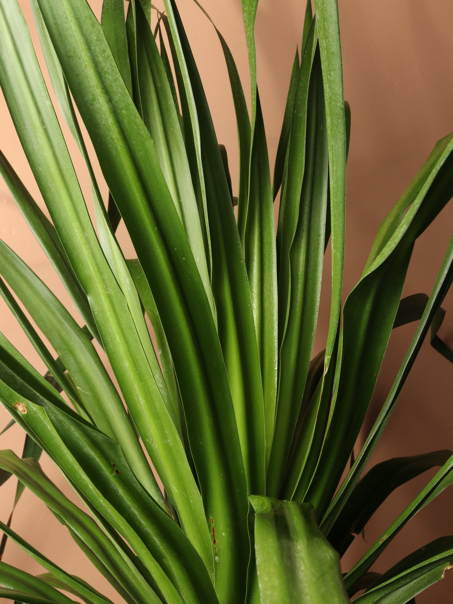 Huge Dracaena &