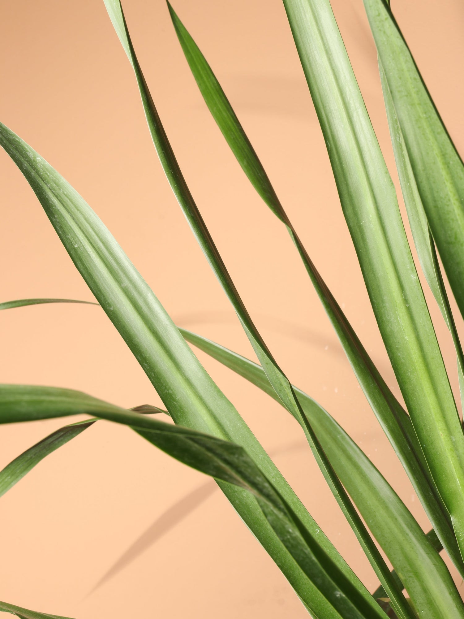 Huge Dracaena &