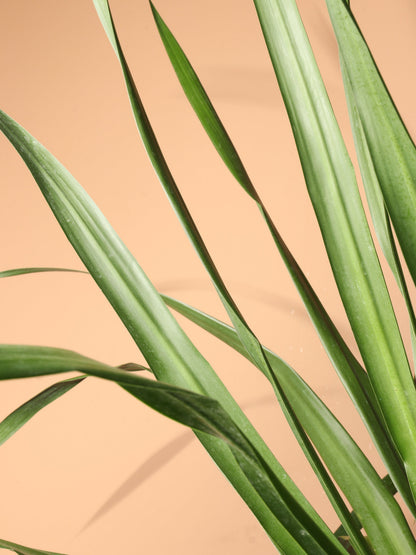 Huge Dracaena &